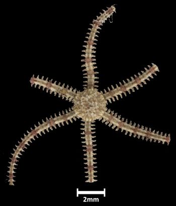 Media type: image;   Invertebrate Zoology OPH-4798 Description: Top down view of single ophiuroid specimen with a scale bar.;  Aspect: dorsal